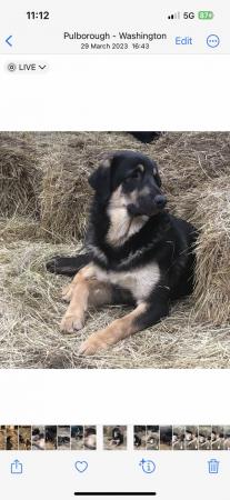 Image 10 of 18 month jabbed and chipped shepherd collie cross beauties r