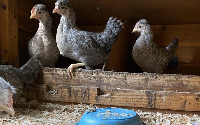 Image 2 of Cream Legbar chicks/growers for sale