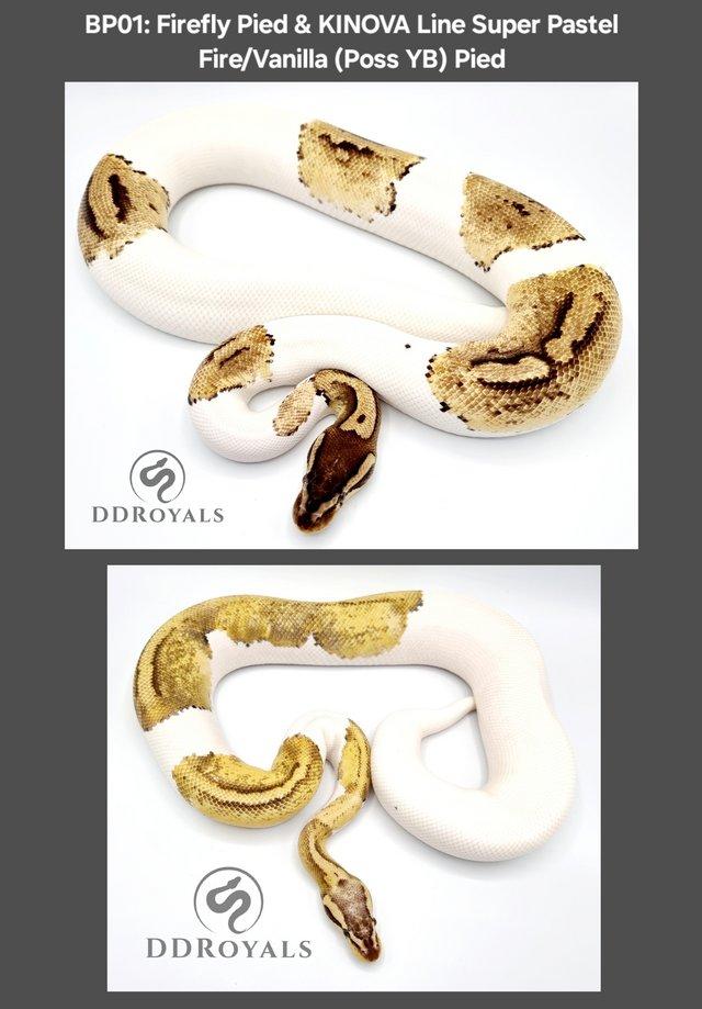 Preview of the first image of Royal Pythons: Pieds, Desert Ghosts. ADULTS AND HATCHLINGS.