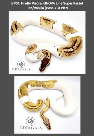 Image 1 of Royal Pythons: Pieds, Desert Ghosts. ADULTS AND HATCHLINGS