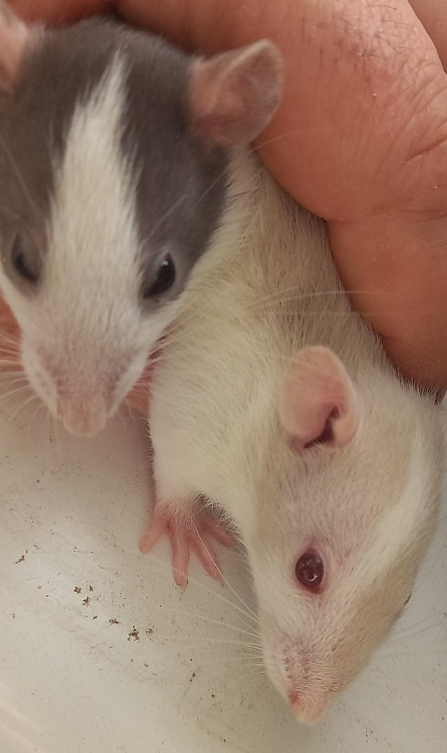 Preview of the first image of Young female rats ready for rehome (Glasgow).