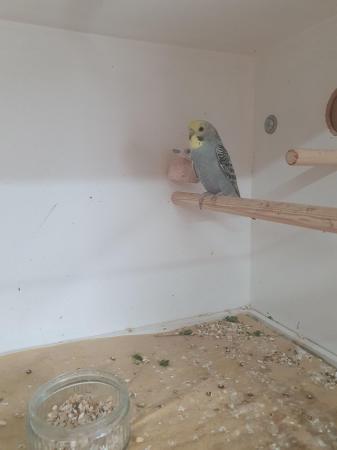 Image 2 of Baby budgerigars12 weeks old .Male and female.