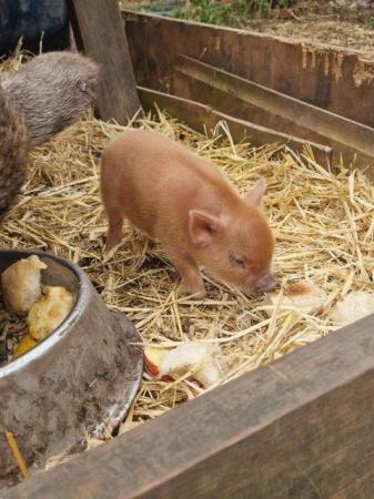 Image 3 of Genuine Micro piglets sold out reserve piglets for may