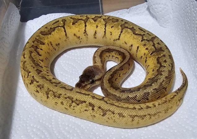 Image 5 of Calico lemonblast royal python