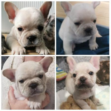 Image 18 of reduced qualityKc registered french bull dog puppies