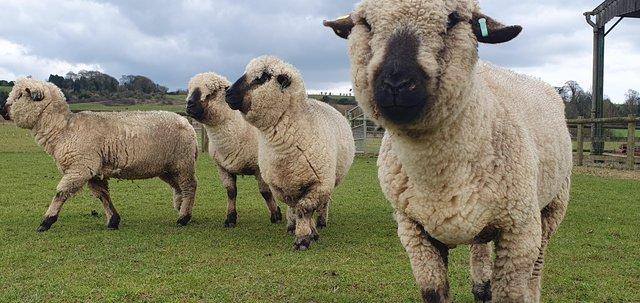 Image 1 of Hampshire Down Pedigree Sheep ewes