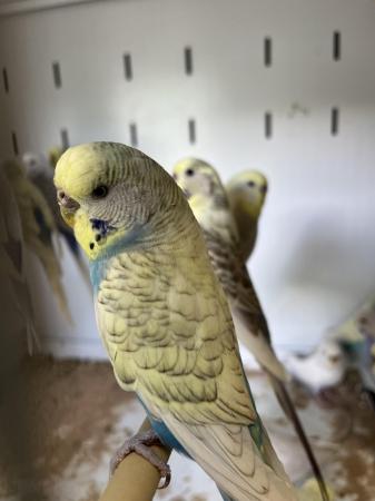 Image 10 of Aviary bred parent reared baby budgies.