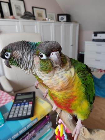 Image 5 of Green Cheek Conures Max & Rosie