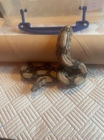 Image 12 of Boa Constrictor Babies for sale
