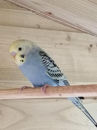 Image 2 of Young budgies, budgerigars, easily hand tamed