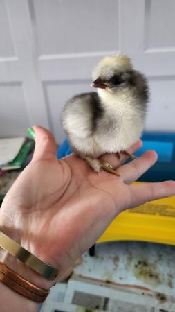 Image 4 of Various Chicks for sale bb6 7ns