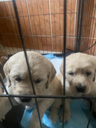Image 7 of Golden Retriever puppies for sale