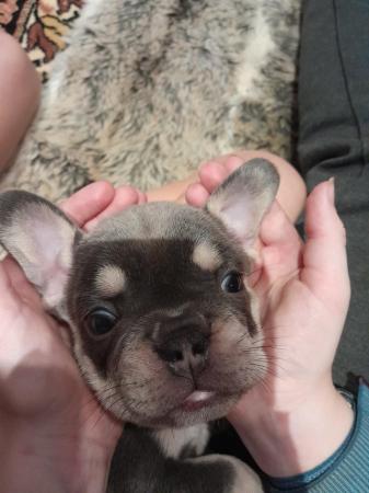 Image 8 of French Bulldog pups ready now!
