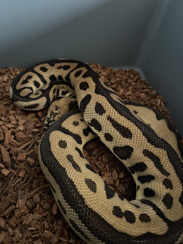 Preview of the first image of Male Batman ball python proven.