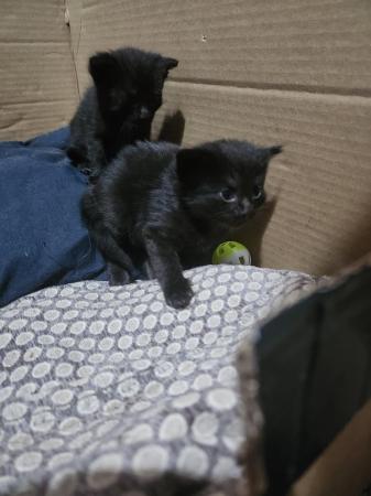 Image 5 of 7 week old black kittens