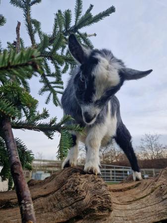 Image 2 of 1 year old Pygmy Goat nanny for sale