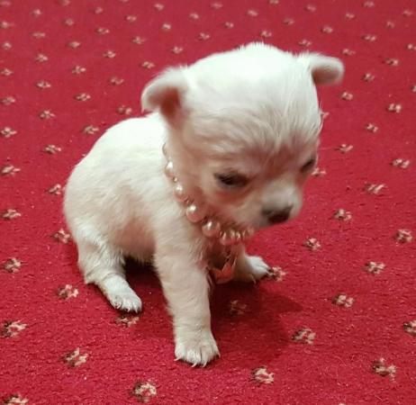 Image 7 of CHI-POO PUPPIES (CHIHUAHUA X TOY POODLE)
