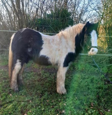 Image 2 of Super quiet Small Adult/ Child pony for sale
