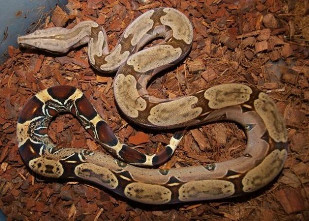 Image 4 of Suriname BCC (True red tailed boa constrictor)