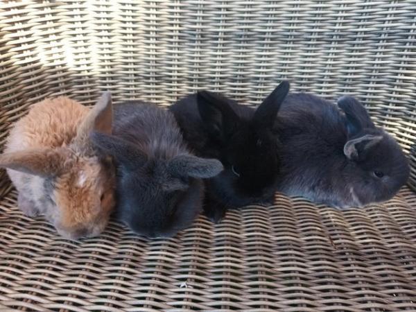 Image 1 of Baby mini lop bunnies for sale
