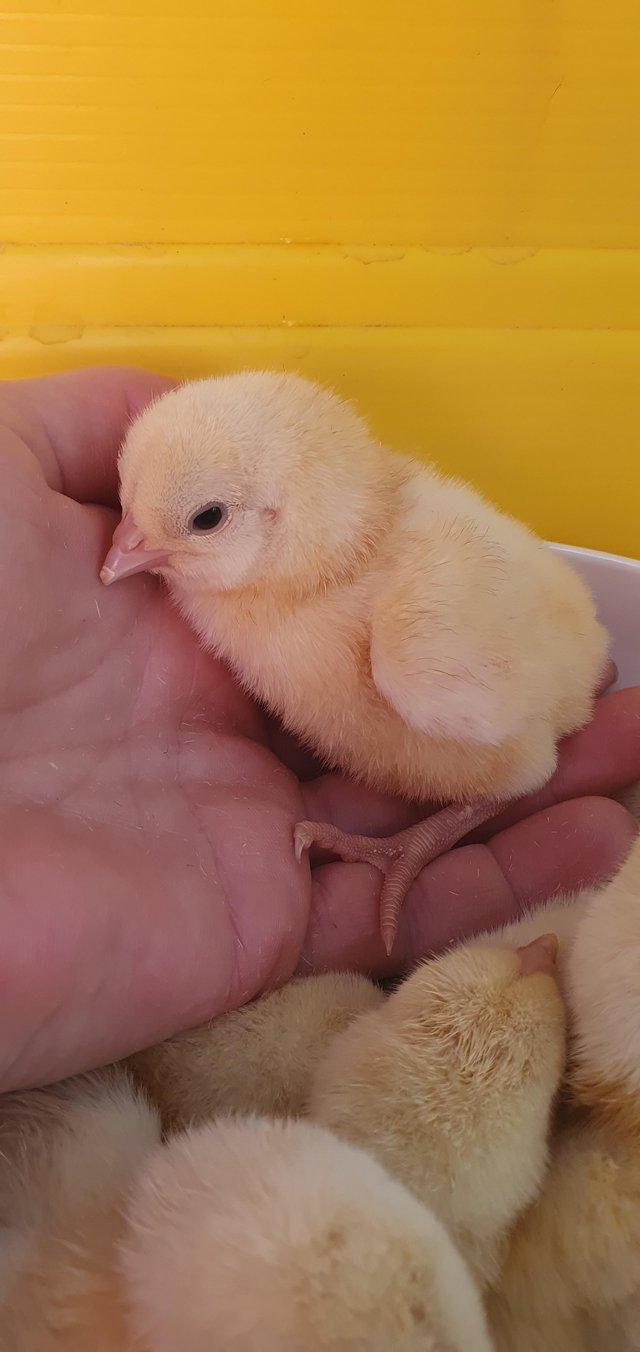 Preview of the first image of Day old Rare Breed Ixworth Chicks.