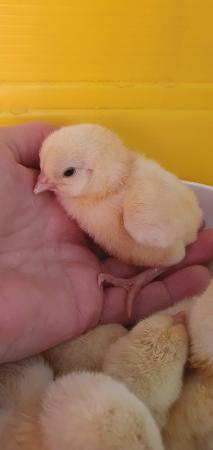 Image 1 of Day old Rare Breed Ixworth Chicks