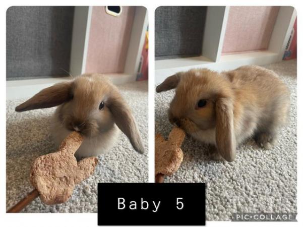 Image 2 of Baby Mini Lop Rabbits only two left - READY NOW