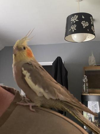 Image 4 of A pair of 2 year old cockatiels with cage + carrier