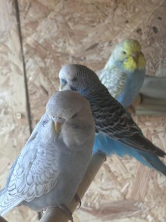 Image 6 of Young Budgies for sale Redditch