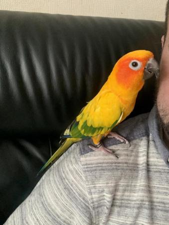 Image 4 of 19 month old male Sun Conure