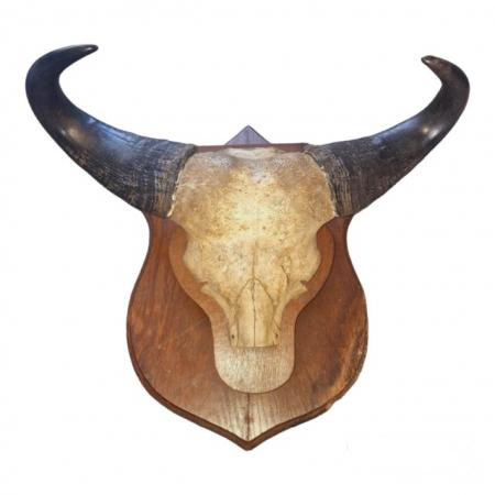 Image 1 of Mounted Cape Buffalo Skull & Horns on Oak Plaque