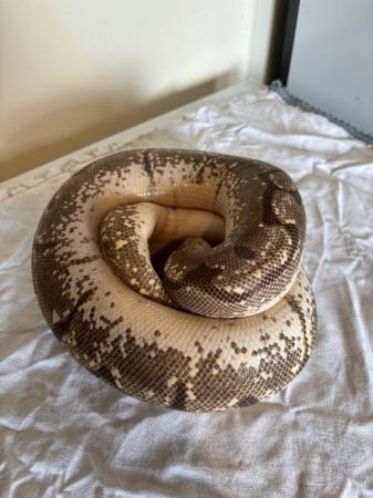 Image 10 of Various royal pythons for sale