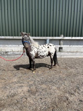 Image 3 of Lovely miniature spotted gelding