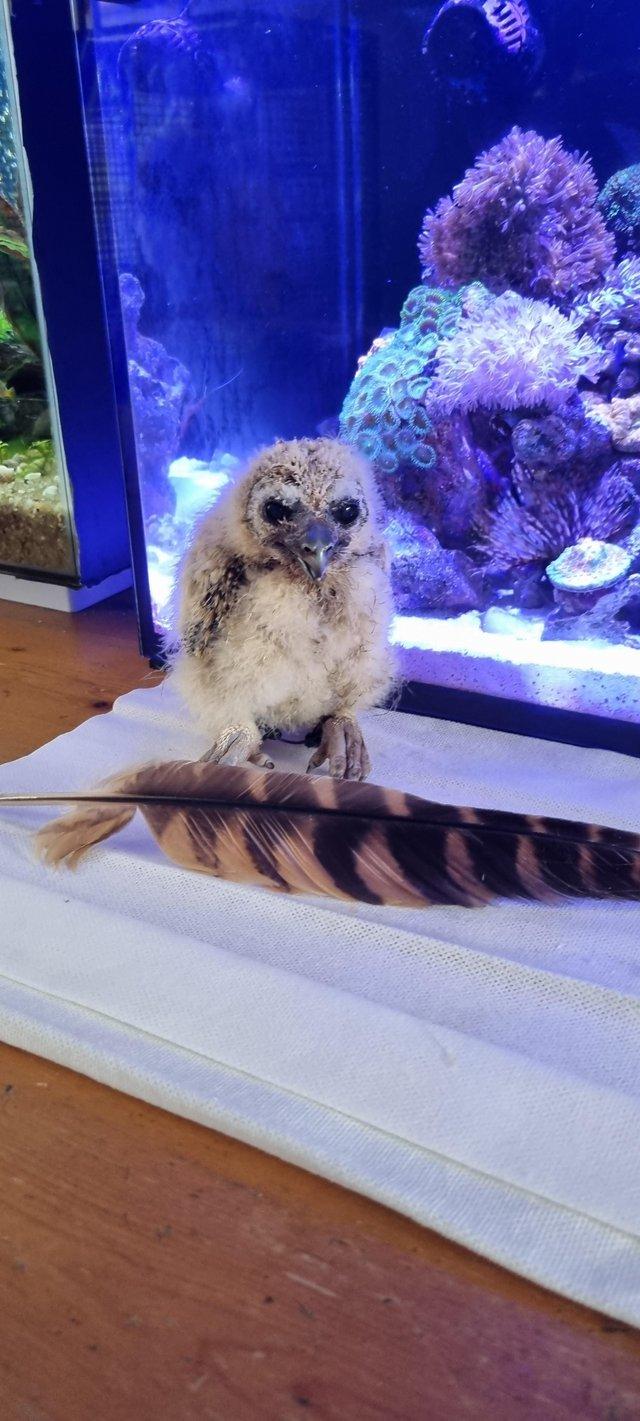 Preview of the first image of Asian brown wood owl chick.