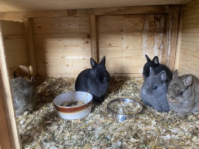 Preview of the first image of Pure Netherland dwarf kits.