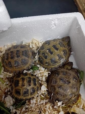 Image 1 of 2 baby horsefield tortoise