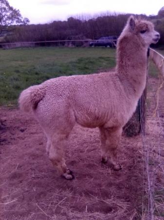 Image 3 of 2 1/2 year old intact Male Alpaca