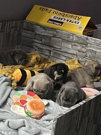 Image 6 of Beautiful Bulldog puppies ready Tuesday