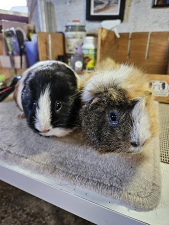 Image 6 of For adoption...Harry & Riley bonded male guinea pigs