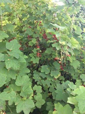 Image 2 of Red Currant, bare rooted for sale