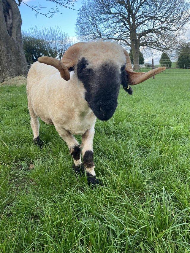 Preview of the first image of Pedigree valais blacknose ram.