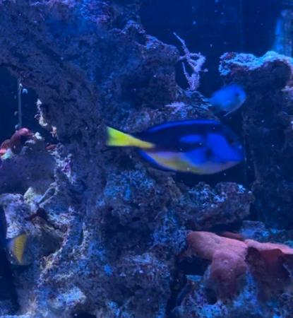 Image 4 of Regal Tang Yellow Belly Medium Size 2 Years Old