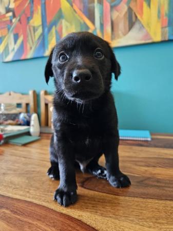 Image 10 of Black Labrador X puppies, 5 weeks old & Adorable!
