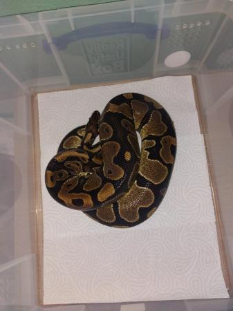 Image 21 of Balll python snakes (Whole collection)