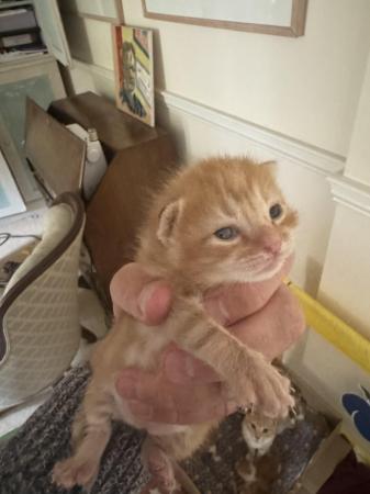 Image 6 of GINGER Kittens born ready in early August for new homes