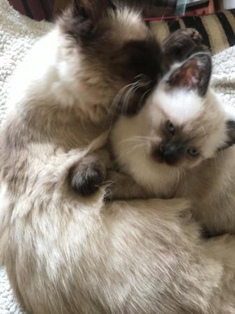 Image 7 of Beautiful Wobbly Ragdoll Kittens (CH) Ready Now