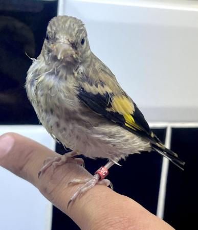 Image 2 of Juvenile hand tamed goldfinches ! All bbc rung 2024 !