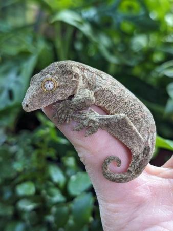 Image 4 of Giant New Caledonia Gecko- Rhacodactylus leachianus henkeli