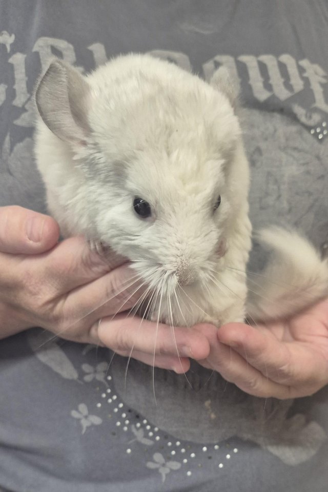 Male chinchillas available — Pets & Animals in Colchester