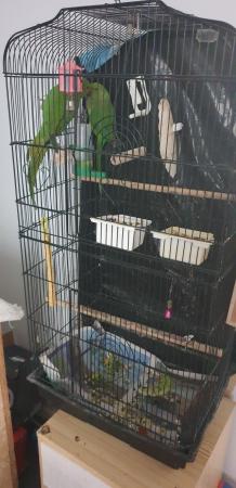 Image 4 of 5 months old parrot male and female available